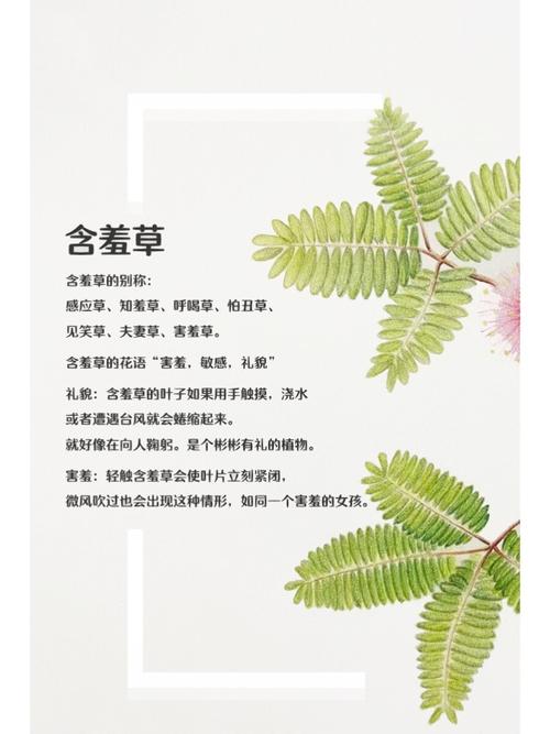 18韩国美女主播的相关介绍